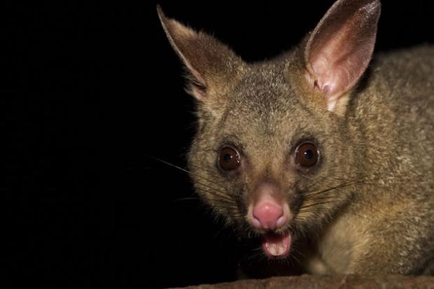 [Brushtail Possum 01[5].jpg]