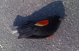 [Southern Blackbirds[7].jpg]