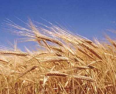 [wheat[5].jpg]