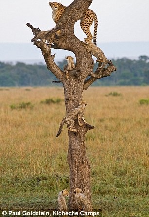 [cheetah cubs 05[6].jpg]
