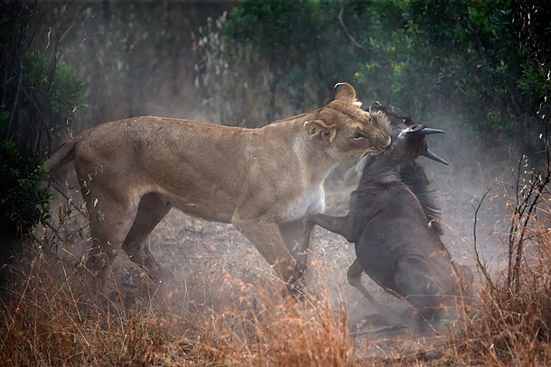 [Lioness-killing-young-Wildebeest-Masai-Mara-Kenya 01[5].jpg]