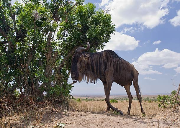 [Wildebeest-with-broken-leg-standing-in-shade-of-Crotton-bush-Masai-Mara-Kenya 01[5].jpg]