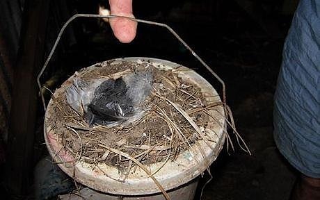 [Birds Nests in the Most Bizarre Places 05[6].jpg]