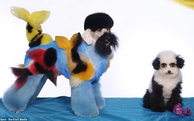 [Here's a fishy tail! Dogs sculpted into works of art for extreme grooming contests[7].jpg]