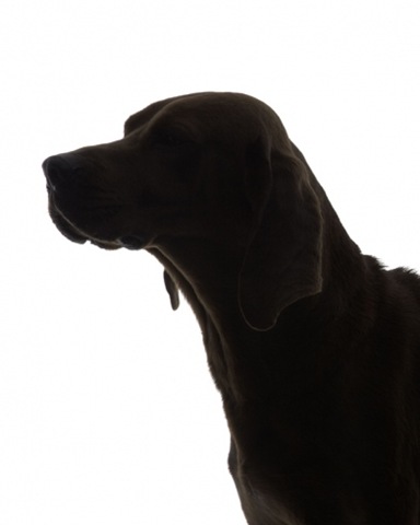 [Redbone Coonhound[6].jpg]