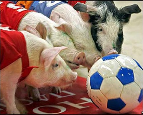 Pig Olympics