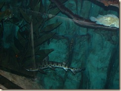 20091120_Aquarium01