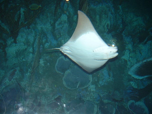 [20091120_Aquarium09[3].jpg]