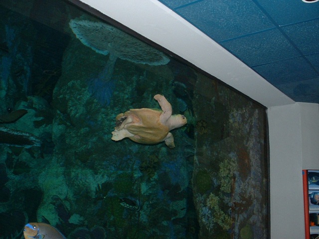 [20091120_Aquarium12[3].jpg]