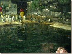 20091120_Aquarium14