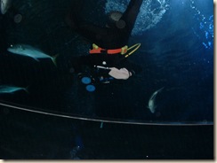 20091120_Aquarium21