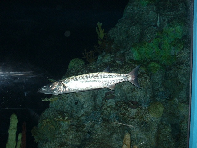 [20091120_Aquarium23[3].jpg]
