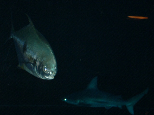 [20091120_Aquarium25[3].jpg]