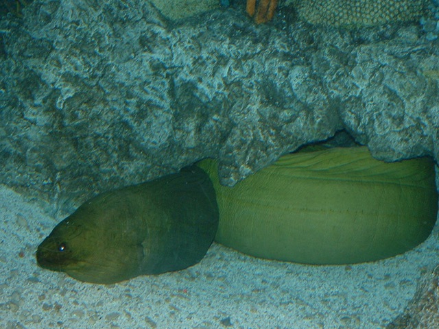 [20091120_Aquarium27[3].jpg]