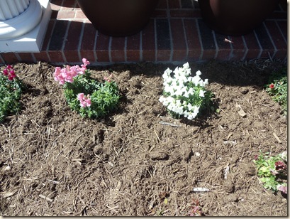 20110311_Snapdragons03