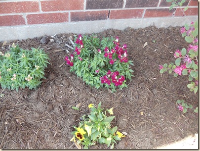 20110311_Snapdragons02