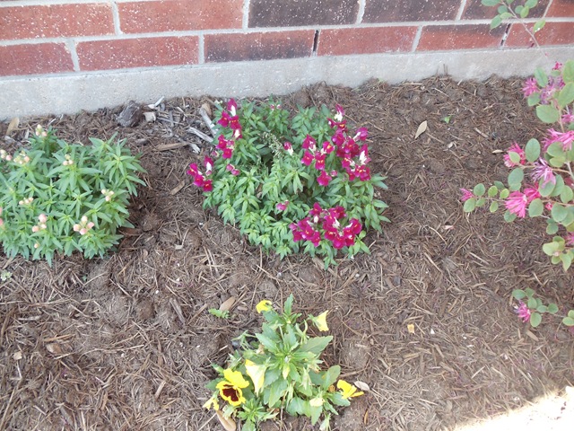 [20110311_Snapdragons023.jpg]