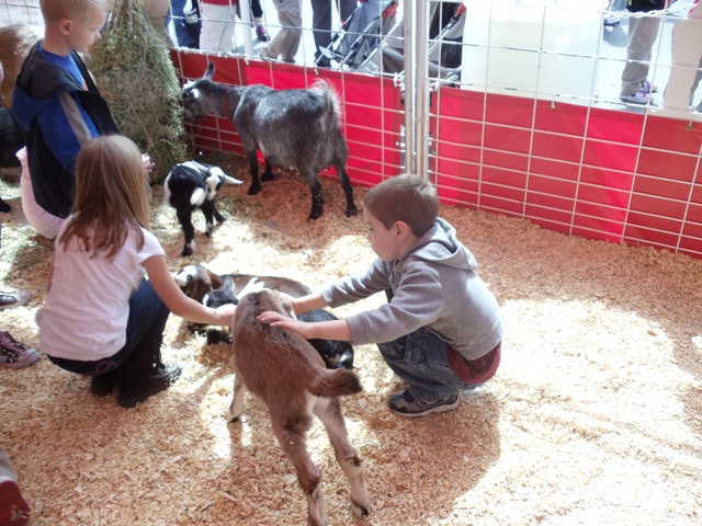 [20110309_LivestockShow503.jpg]