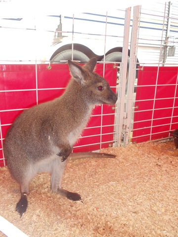 [20110309_LivestockShow494.jpg]