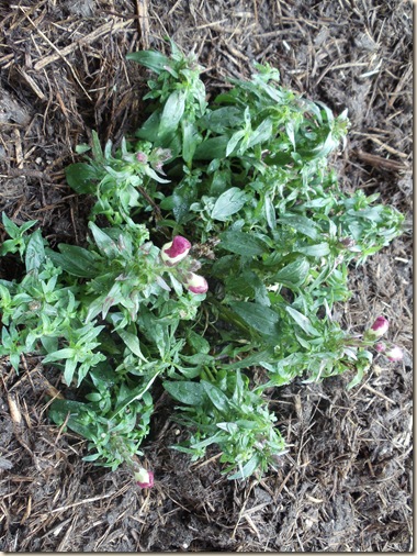 20110303_Snapdragon03