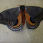 Saturniid Moth