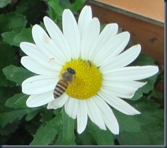Daisy bees