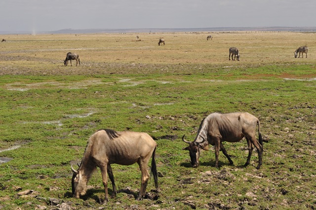 [Africa 2GB 236[2].jpg]