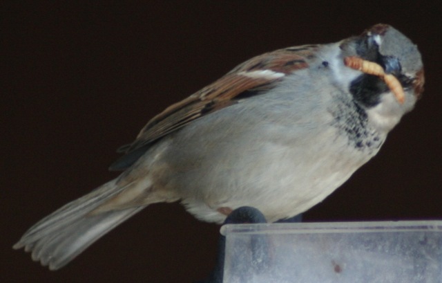 [house sparrow male durham 122005[2].jpg]