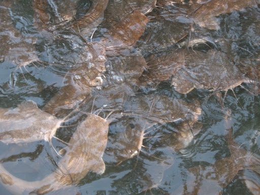 catfishin