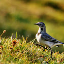 White Wagtail
