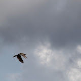 IMG_2758.JPG
