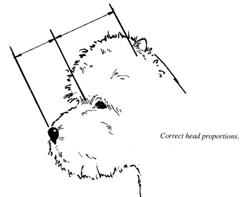 head