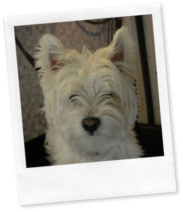 westie 1