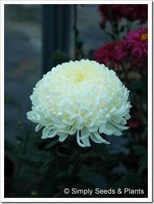 chrysanthemum_white_allouise