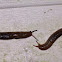 Three-Band Garden Slugs