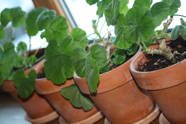 [Prikling, Pelargoneier 016[6].jpg]