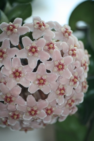 [Porselenblomst 012[4].jpg]