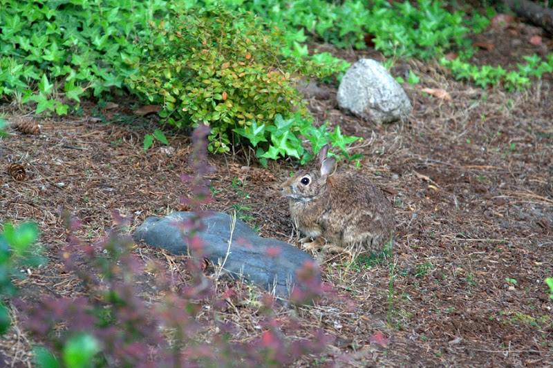 Lazy the Bunny