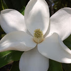 Mansion in Summer Bloom
