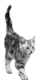 [gatto-02[5].gif]