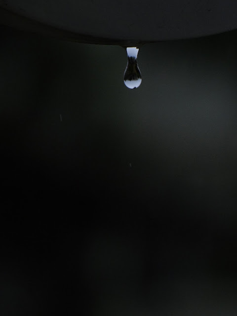 http://lh4.ggpht.com/_K7TVguVOEmo/StgZQzBA5LI/AAAAAAAAAVU/Y77I4XhJ4bY/s640/DSC02395.JPG