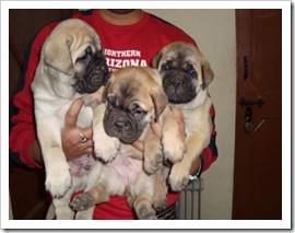pups BM