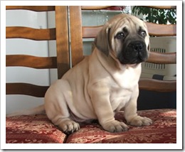 bullmastiff pup