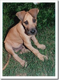 Pup-Great_Dane_Dog_puppy-by_JD_Cooper
