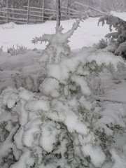 IMG_0277 IMG_0277