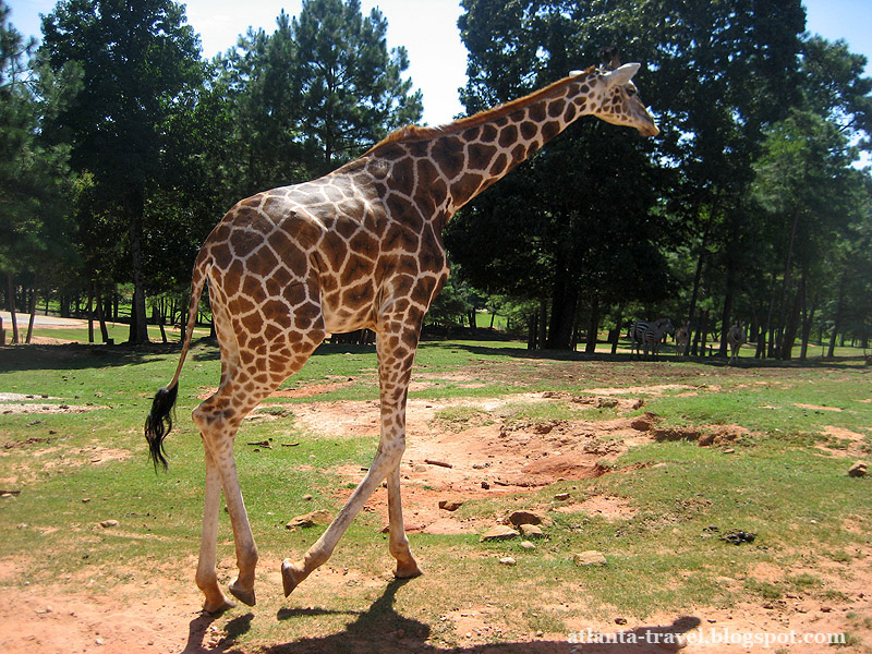 Кормить жирафа - инструкция