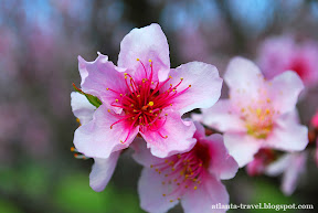 watch the spring flowers in Atlanta