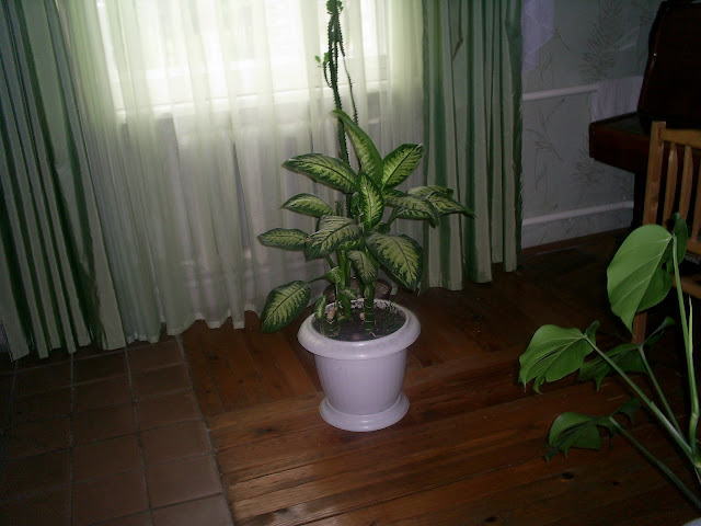 http://lh4.ggpht.com/_KBEO4FBZzao/TDm-tMTe0PI/AAAAAAAAD_k/orLhKS4xaJA/s640/S5028398.JPG