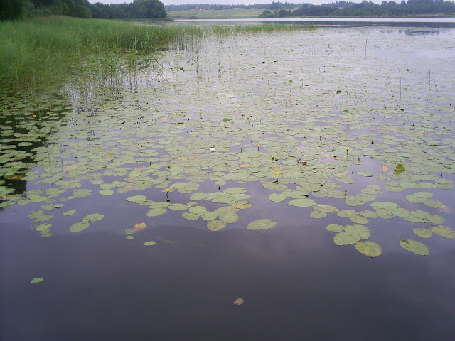 http://lh4.ggpht.com/_KBEO4FBZzao/TDm6fPo6lUI/AAAAAAAAD3c/lEFlFK-RCsg/s640/S5028278.JPG