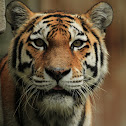 Siberian Tiger